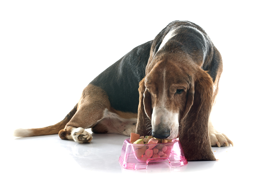 The Basics Of Senior Dog Nutrition