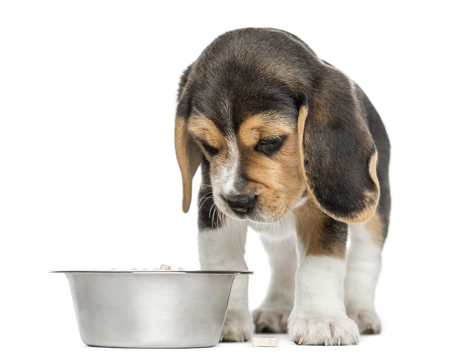 6 Reasons Why Your Dog’s Not Eating