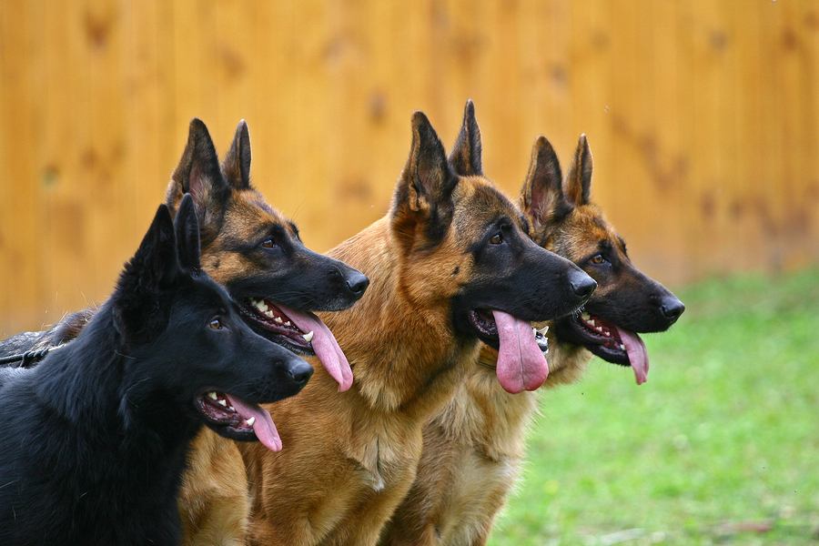 What Is The BEST Dog Food For German Shepherds? | Dog Food Insider
