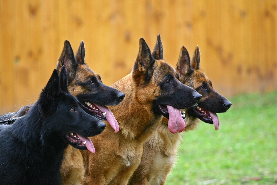 Best Dog Food For German Shepherds