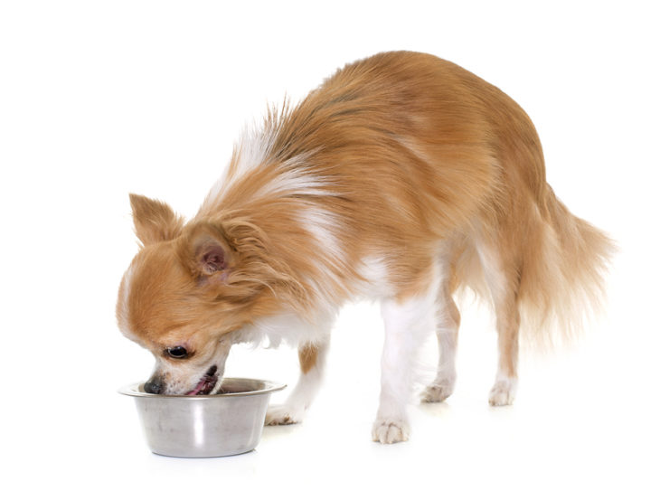 What Are The Best Dry Dog Foods For Toy Breeds? Toy Breed Dog Food