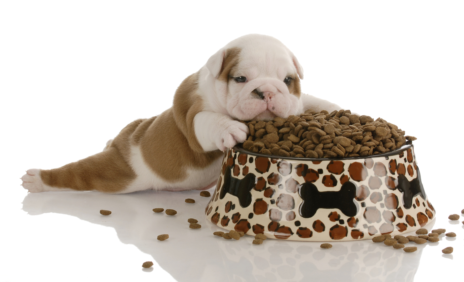 Best Dog Food