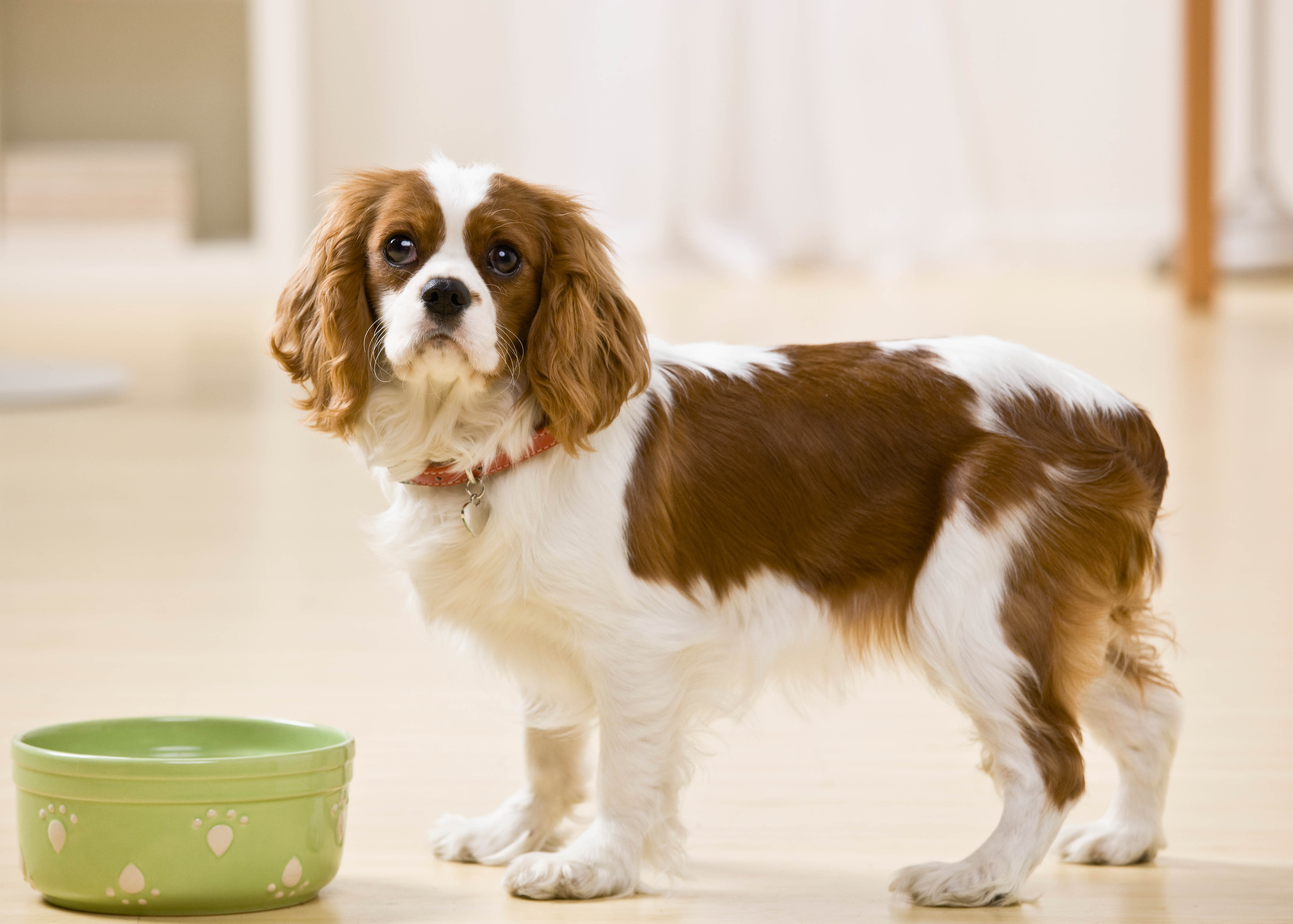 How To Choose Dog Food