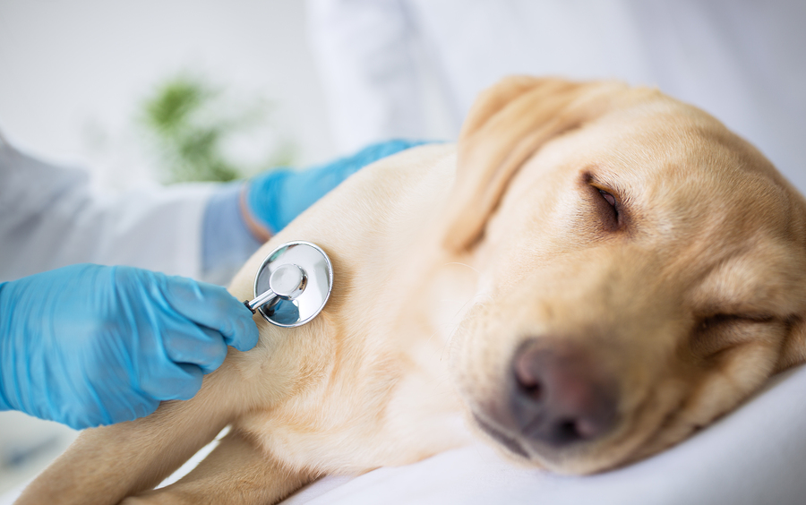 Feeding Your Dog With Kidney Disease