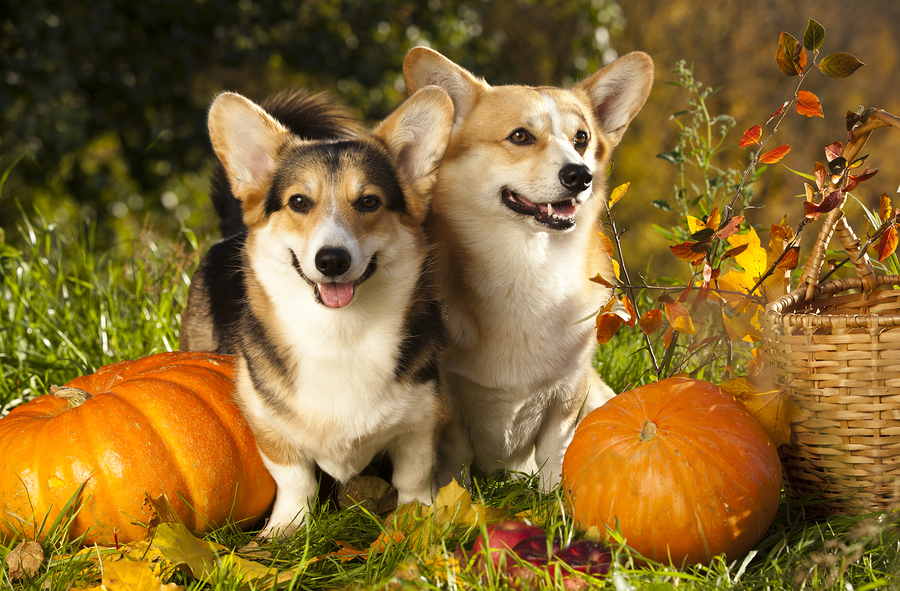 Pumpkin Dog Treats For Fall
