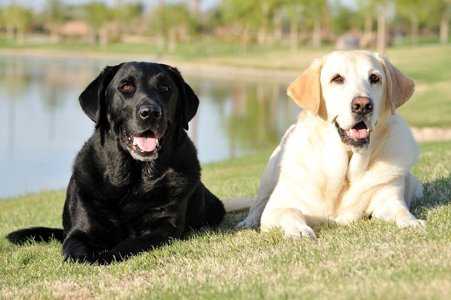 healthiest dog food for labs