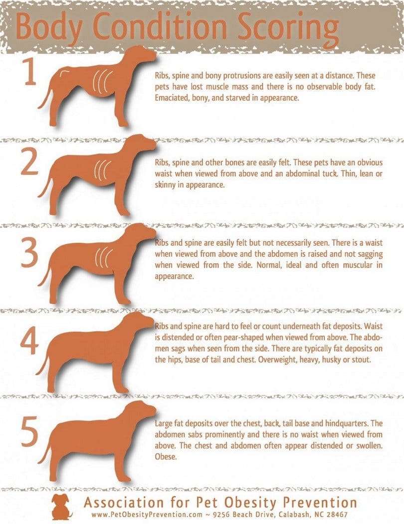 Best Food For Underweight Dogs