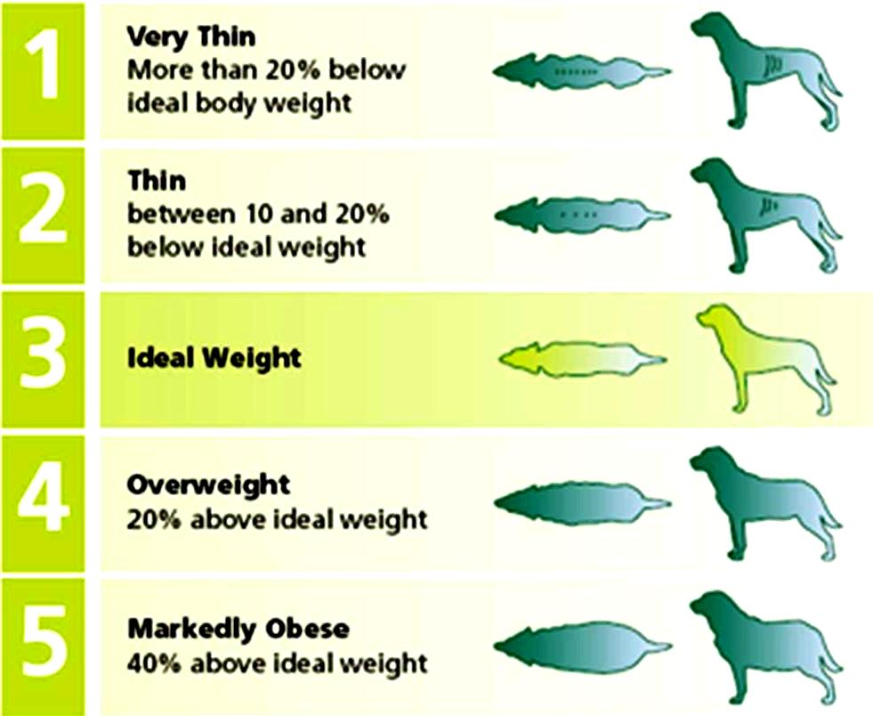 Is My Dog Overweight Chart