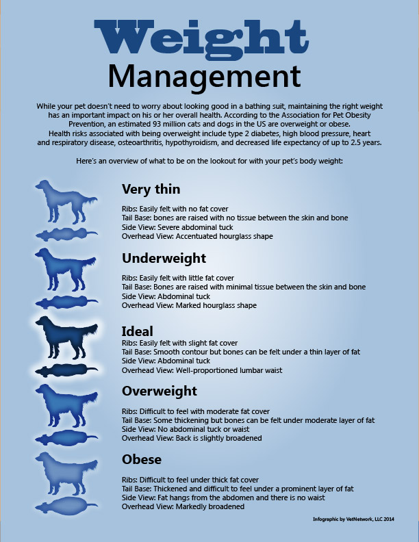 Dog Weight Loss Chart