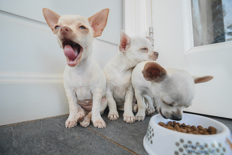 Best Dog Food For Chihuahuas