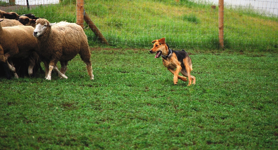 Dog Food For Working Dogs