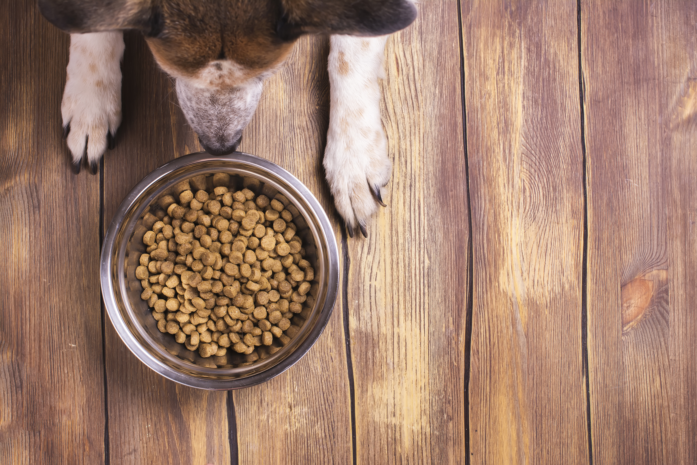 The Best Dog Food On The Market