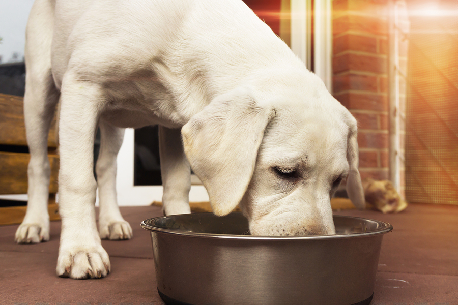 How To Get A Dog To Eat Slower