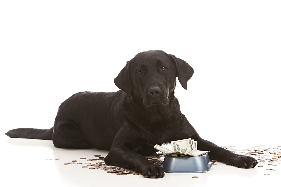 The Most Expensive Dog Food Brands: Are They Worth The Price?
