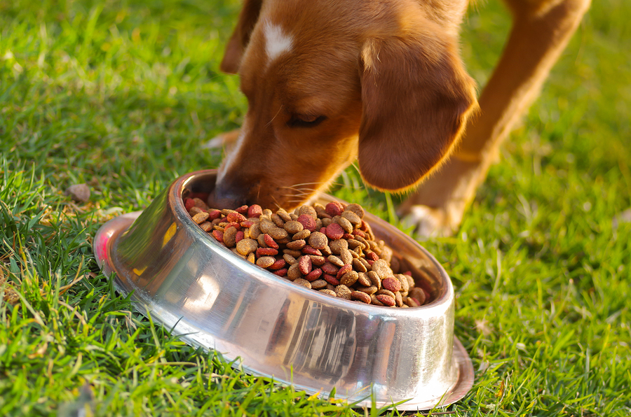 Tips Towards Optimal Dog Nutrition