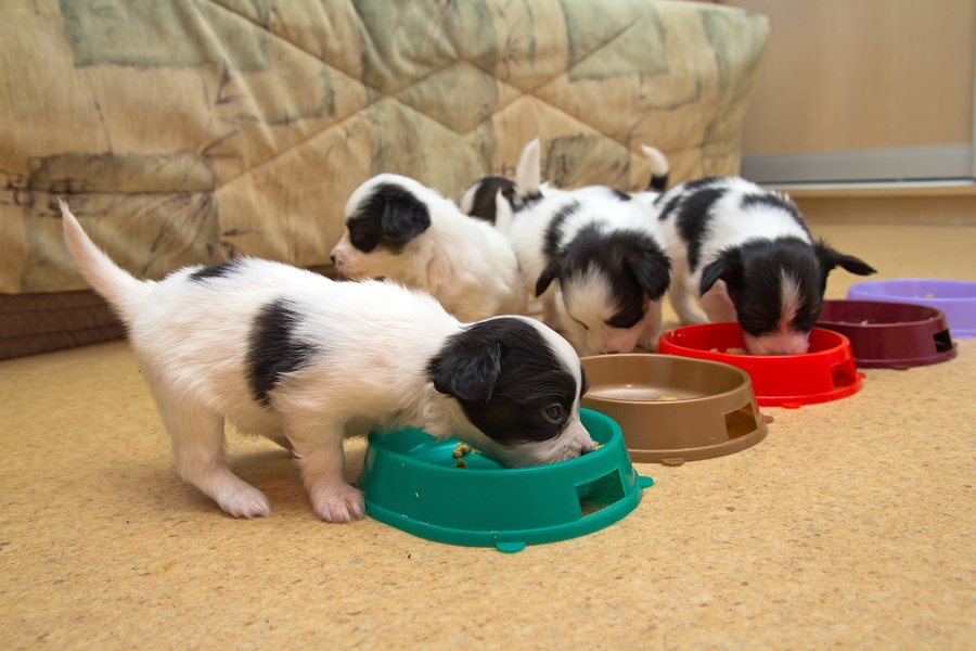 What Are Some Of The Best Puppy Food Brands On The Market?