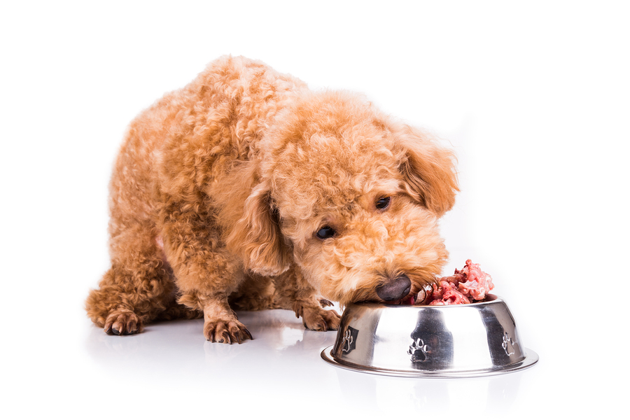 4 Things You Should Know About Raw Dog Food
