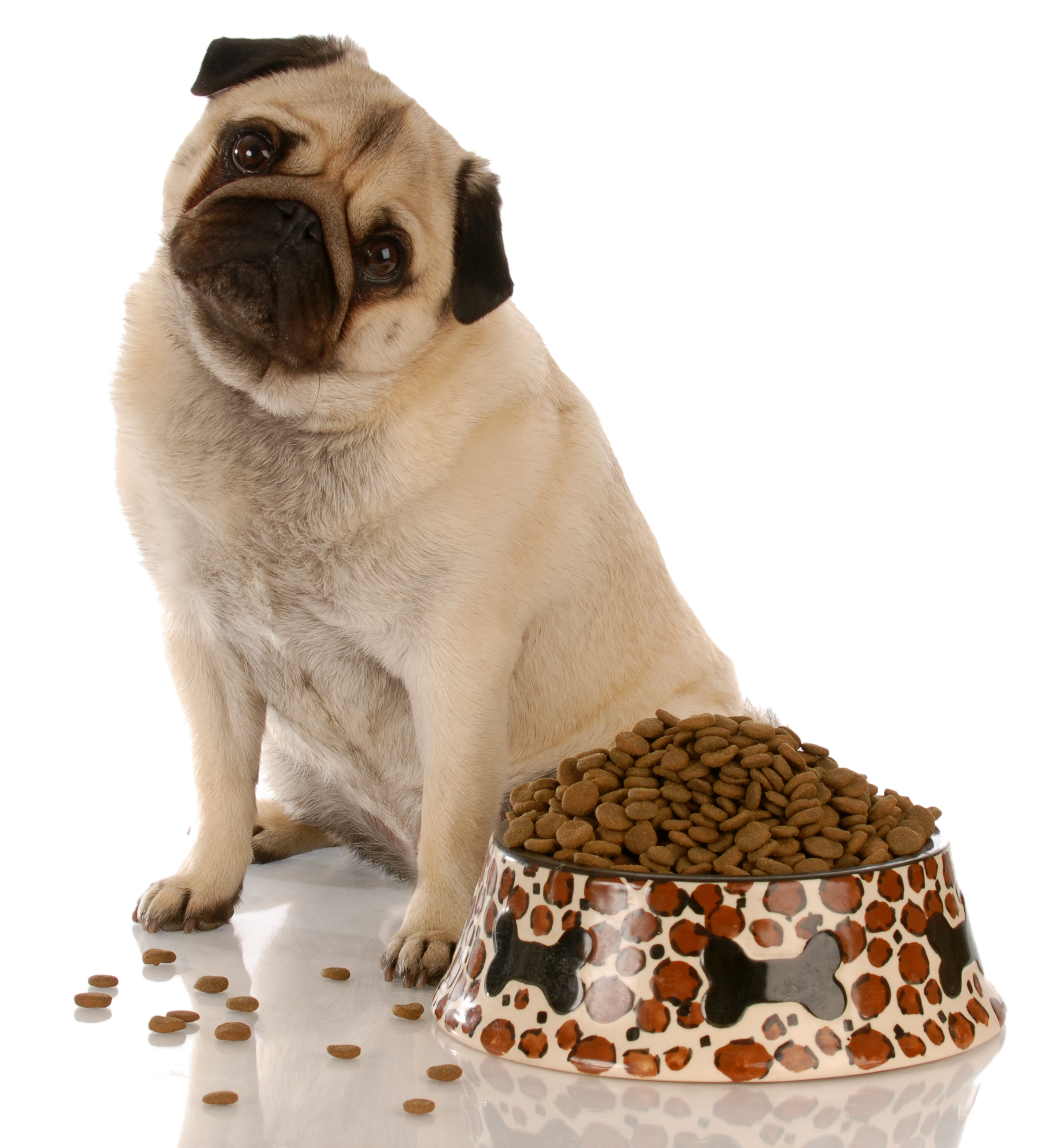 Best Dry Dog Food Reviews