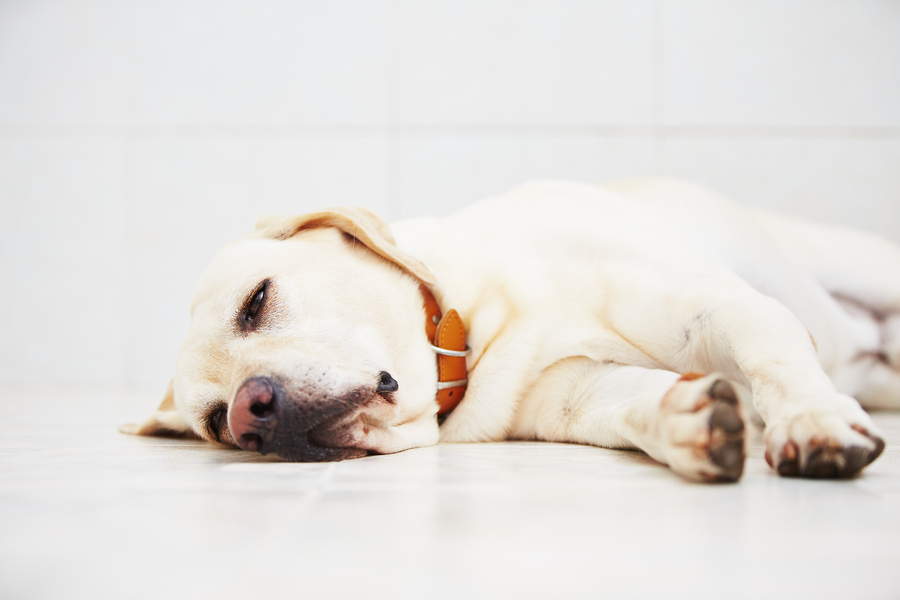 Urinary Tract Problems in Dogs