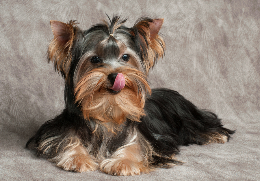 The Best Foods for Yorkshire Terriers