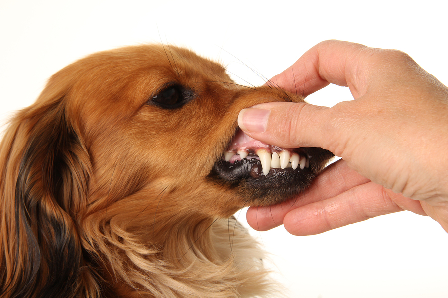 How to Choose Dog Food for Healthy Teeth