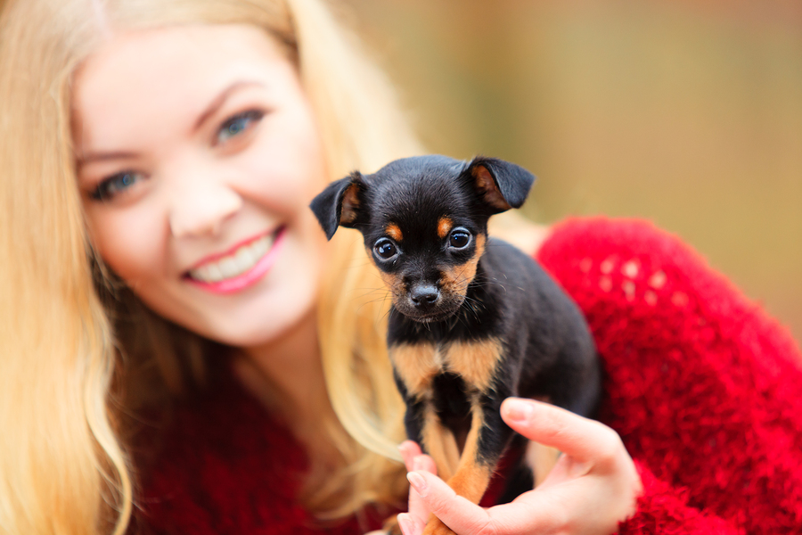 New Puppy Owners: Top 5 Puppy Foods That Should Be Considered