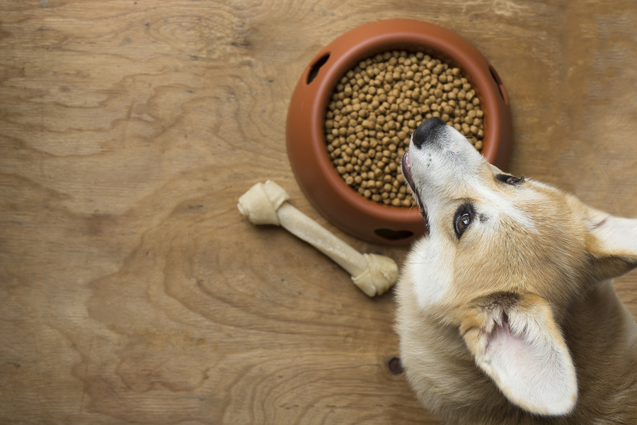 The Top 10 Dog Food Ingredients For Your Dog’s Good Health