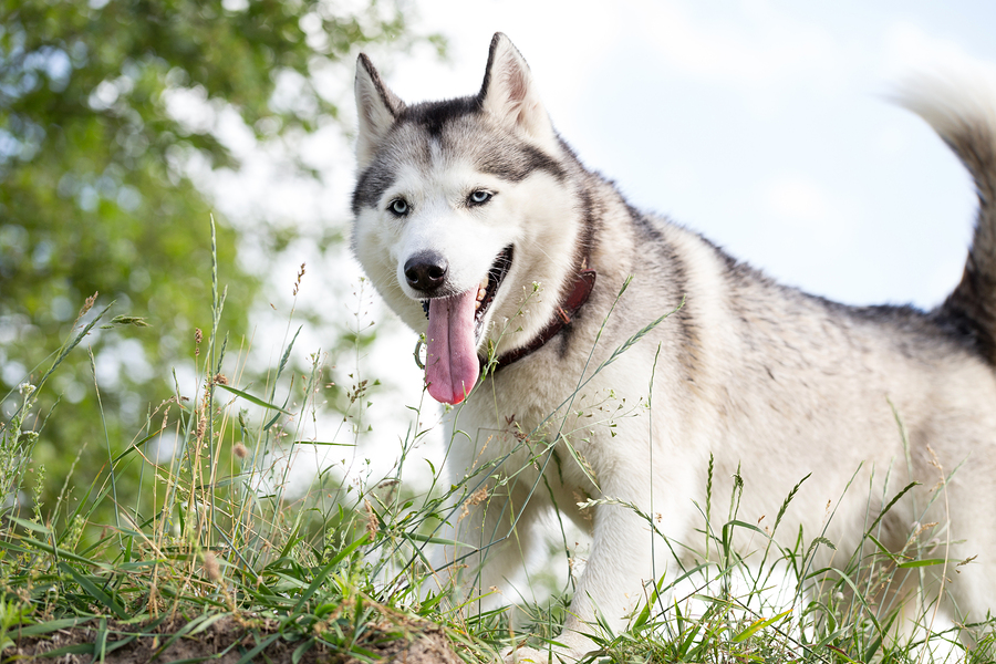 Wellness Dog Food For Your Siberian Husky