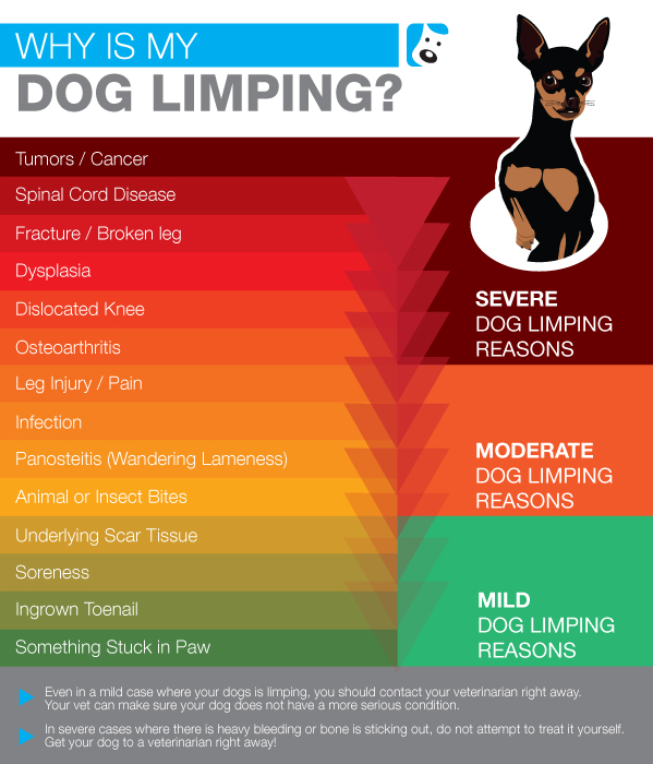 Dog Joint Supplements Why Is My Dog Limping