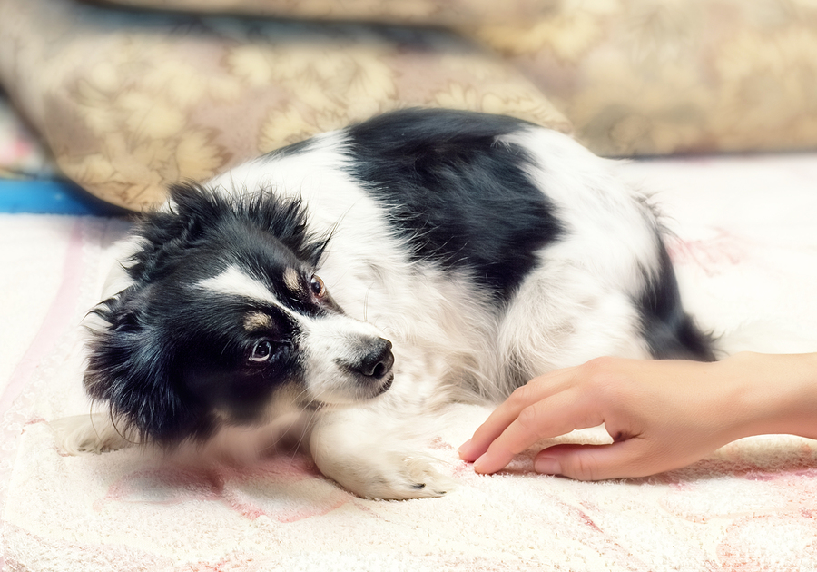 Giving Your Dog Supplements For Anxiety - Does It Work?