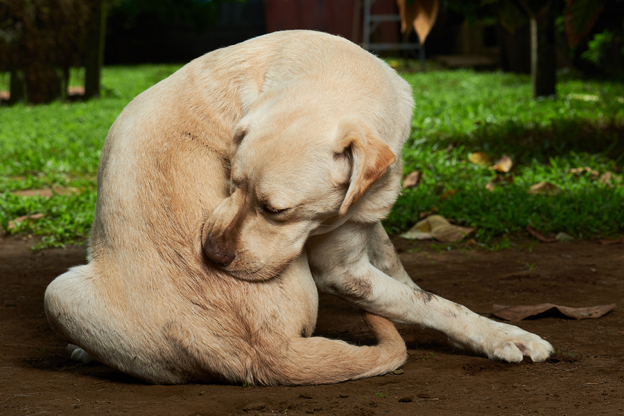 The Best Dog Supplements For Dry Itchy Skin