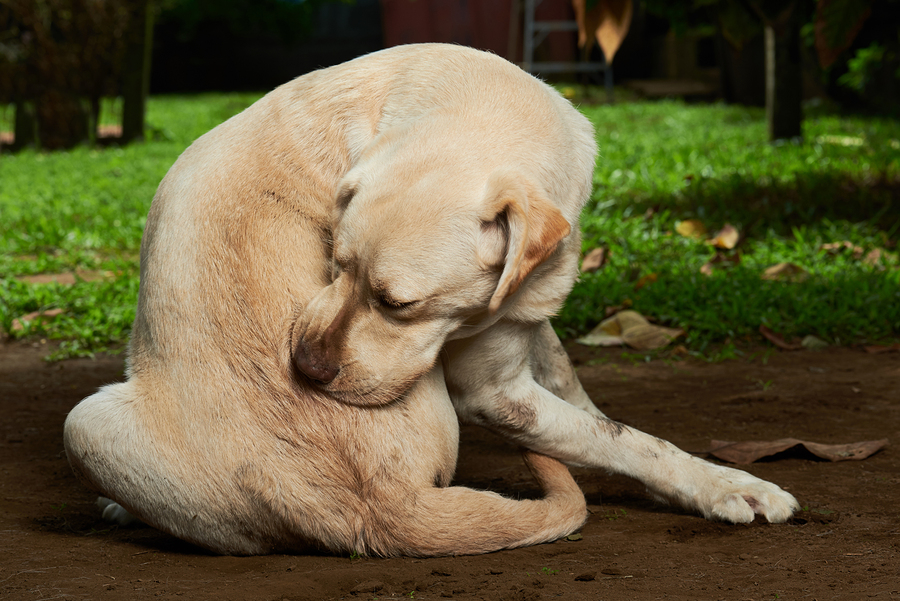 supplements for itchy dogs