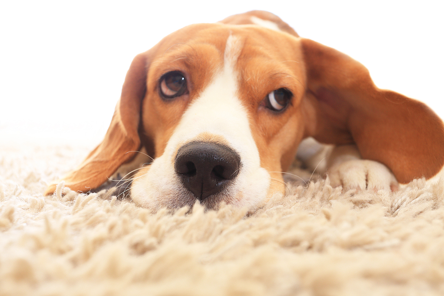 The Best Dog Supplements For Liver Disease