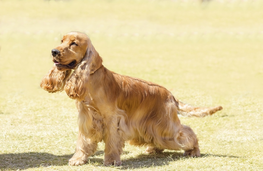 shiny dog coat supplements