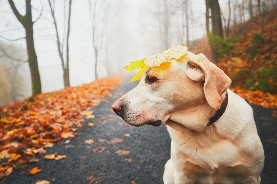 Dog Food Insider The Inside Scoop On Dog Food