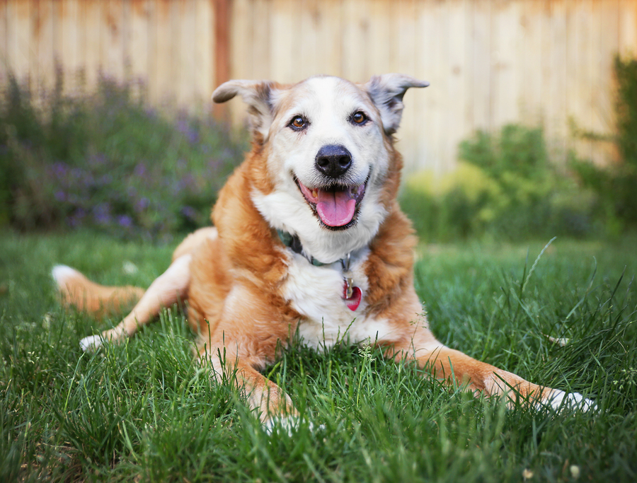 What Are The Best Senior Dog Supplements?