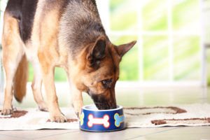 What Are The Best Senior Dog Supplements? 
